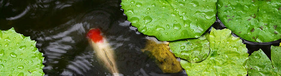 Prednisone is developed for addressing disorders associated with corticosteroid production, such as migraine headaches, asthma, arthritis, a number of sclerosis, skin disorders, taking a breath disorders, sensitive conditions, nephritic disorder, rheumatic ailments, intense tuberculosis, myasthenia gravis, ulcerative colitis, psoriasis or collection frustrations.