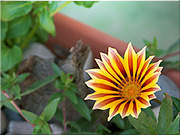 It's essential you comprehend that, although Prednisone is not most likely to trigger negative side effects in most people, a few ones are still possible.